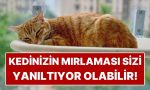 kediniz-mirliyorsa-memnun-sanmayin-uzman-liz-mardena-nazaran-yanlis-bildigimiz-gercek-bTNn9MtH.jpg