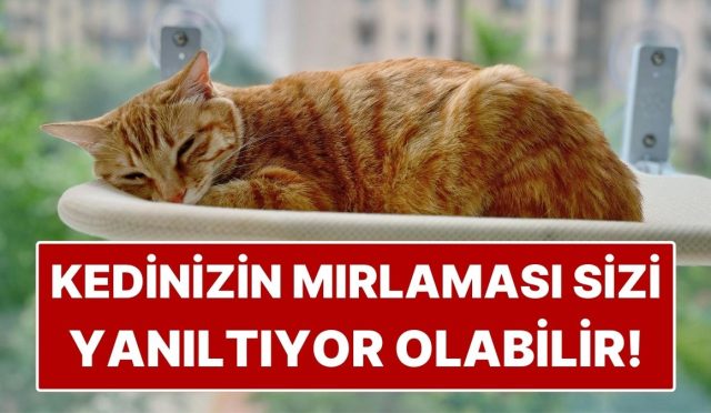 kediniz-mirliyorsa-memnun-sanmayin-uzman-liz-mardena-nazaran-yanlis-bildigimiz-gercek-bTNn9MtH.jpg