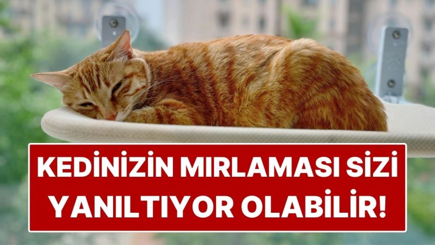 Kediniz Mırlıyorsa Memnun Sanmayın! Uzman Liz Marden’a Nazaran Yanlış Bildiğimiz Gerçek