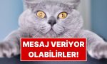 kediniz-size-daima-ileti-veriyor-olabilir-b-tin-lisanlari-cozuldu-AWzJztvw.jpg