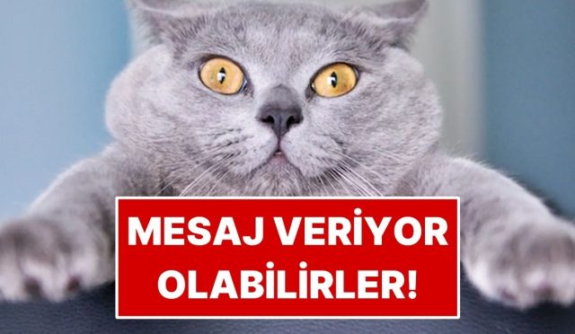kediniz-size-daima-ileti-veriyor-olabilir-b-tin-lisanlari-cozuldu-AWzJztvw.jpg