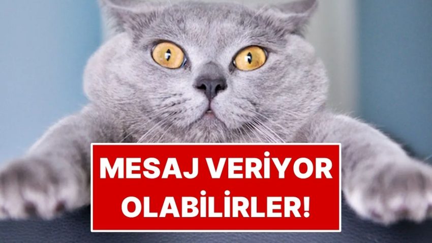 Kediniz Size Daima İleti Veriyor Olabilir! Bâtın Lisanları Çözüldü
