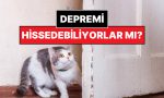kediniz-sizi-uyariyor-olabilir-bu-isaretlere-dikkat-edin-Xnq1QEFq.jpg