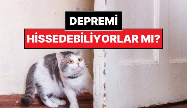 kediniz-sizi-uyariyor-olabilir-bu-isaretlere-dikkat-edin-Xnq1QEFq.jpg