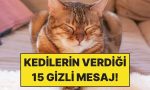 kedinizin-garip-sandiginiz-15-davranisinin-asil-anlami-ryqMrtEY.jpg