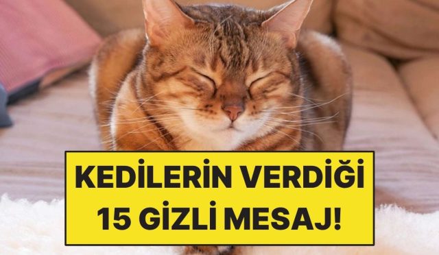 kedinizin-garip-sandiginiz-15-davranisinin-asil-anlami-ryqMrtEY.jpg