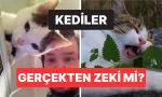 kedinizin-nitekim-zeki-olup-olmadigini-gosteren-bilimsel-isaretler-u69g1InT.jpg
