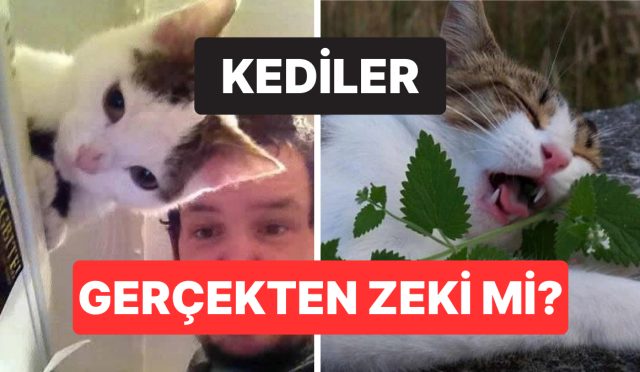 kedinizin-nitekim-zeki-olup-olmadigini-gosteren-bilimsel-isaretler-u69g1InT.jpg