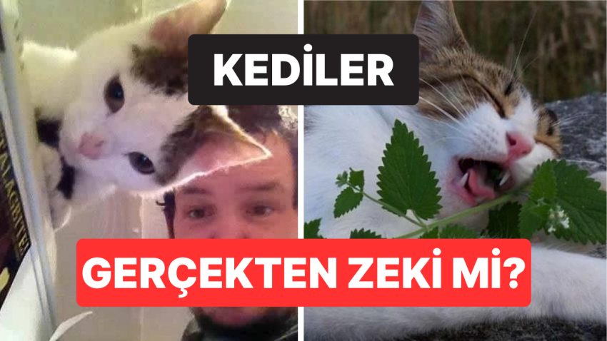 Kedinizin Nitekim Zeki Olup Olmadığını Gösteren Bilimsel İşaretler