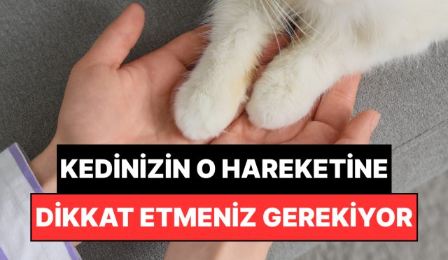kedinizin-pati-uzatmasi-ne-manaya-gelir-size-degerli-bir-sey-anlatmaya-calisiyor-olabilir-I9YfqFG8.jpg