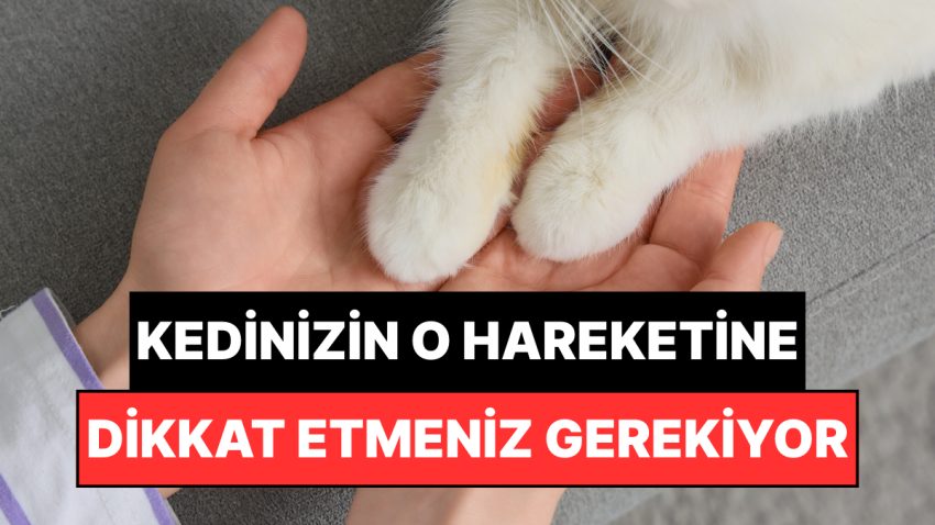 Kedinizin Pati Uzatması Ne Manaya Gelir? Size Değerli Bir Şey Anlatmaya Çalışıyor Olabilir