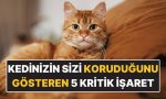 kedinizin-sizi-korudugunu-gosteren-5-kritik-isaret-vOrnOfDZ.jpg