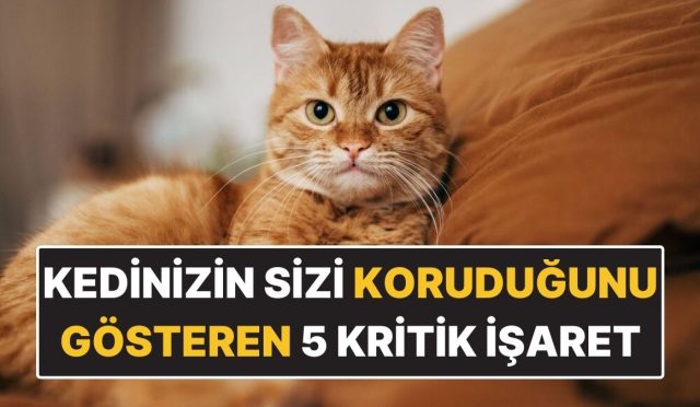 kedinizin-sizi-korudugunu-gosteren-5-kritik-isaret-vOrnOfDZ.jpg