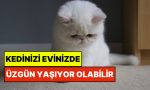 kedinizin-uzgun-oldugunu-nasil-anlarsiniz-YJD7wsuc.jpg