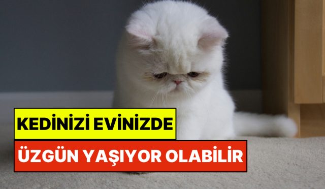kedinizin-uzgun-oldugunu-nasil-anlarsiniz-YJD7wsuc.jpg