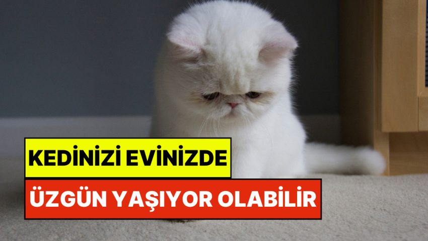 Kedinizin Üzgün Olduğunu Nasıl Anlarsınız?