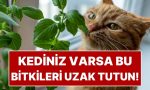 kedisi-olanlarin-konutuna-sokmamasi-gereken-8-zehirli-cicek-PP3LIFaa.jpg