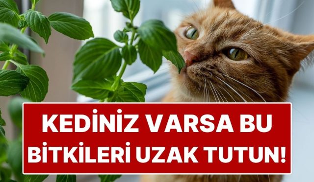 kedisi-olanlarin-konutuna-sokmamasi-gereken-8-zehirli-cicek-PP3LIFaa.jpg