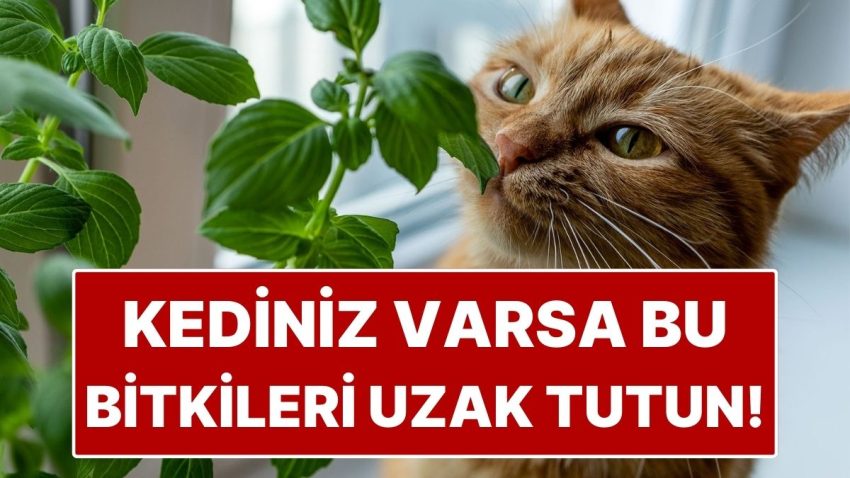 Kedisi Olanların Konutuna Sokmaması Gereken 8 Zehirli Çiçek!