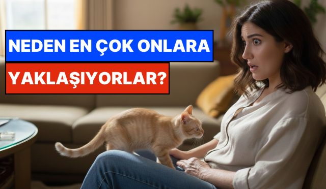 kimsenin-gormedigini-goruyorlar-kediler-neden-kendilerinden-kacan-besere-yaklasir-DwNhjb7h.jpg