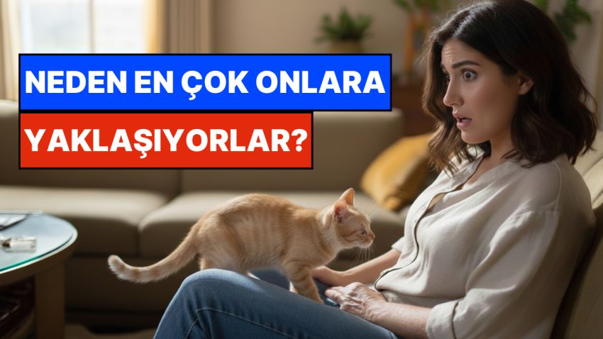 Kimsenin Görmediğini Görüyorlar: Kediler Neden Kendilerinden Kaçan Beşere Yaklaşır?