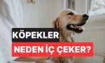 kopeginizin-ic-cekmesi-sandiginiz-kadar-pak-olmayabilir-uzmanlar-gercek-manasini-acikladi-WI64lTD6.jpg