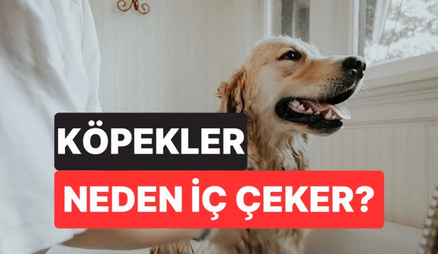 kopeginizin-ic-cekmesi-sandiginiz-kadar-pak-olmayabilir-uzmanlar-gercek-manasini-acikladi-WI64lTD6.jpg