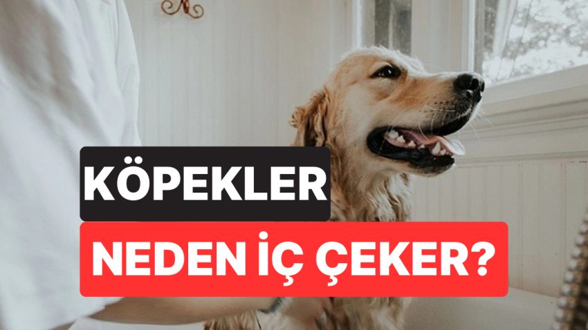 Köpeğinizin İç Çekmesi Sandığınız Kadar Pak Olmayabilir: Uzmanlar Gerçek Manasını Açıkladı