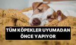 kopekler-neden-yatmadan-evvel-etraflarinda-donuyor-F7Uh8uk7.jpg