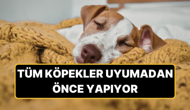 kopekler-neden-yatmadan-evvel-etraflarinda-donuyor-F7Uh8uk7.jpg