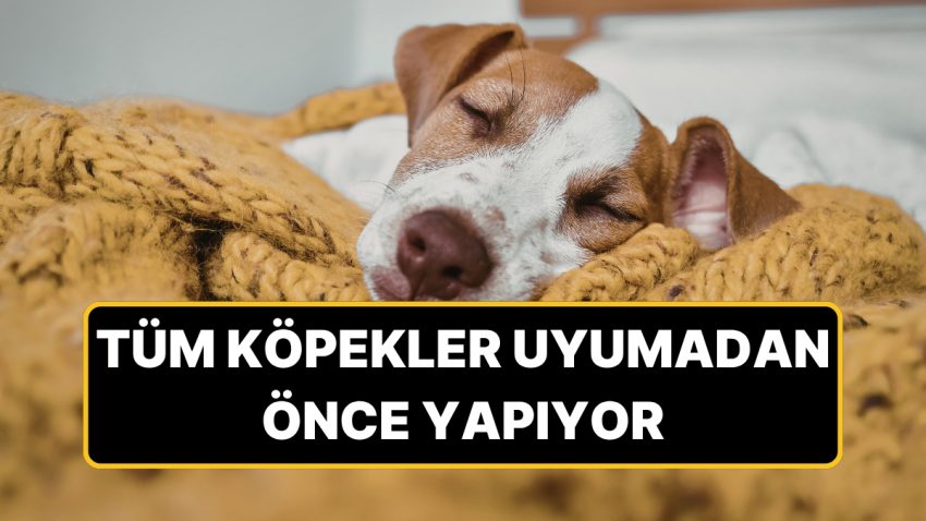 Köpekler Neden Yatmadan Evvel Etraflarında Dönüyor?