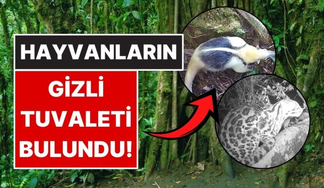 kosta-rikada-hayvanlarin-ortak-kullandigi-tuvalet-agaci-ortaya-cikti-aA4hpsGT.jpg