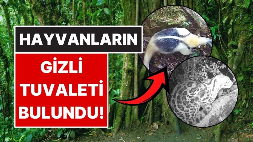 Kosta Rika’da Hayvanların Ortak Kullandığı ‘Tuvalet Ağacı’ Ortaya Çıktı