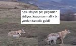kurtla-dost-olan-kuzu-goruntusunden-hayata-dair-dersler-cikaran-sahislar-I3ExbqB9.jpg