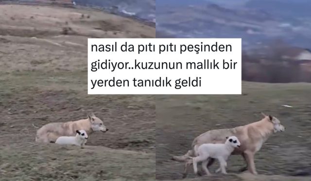 kurtla-dost-olan-kuzu-goruntusunden-hayata-dair-dersler-cikaran-sahislar-I3ExbqB9.jpg