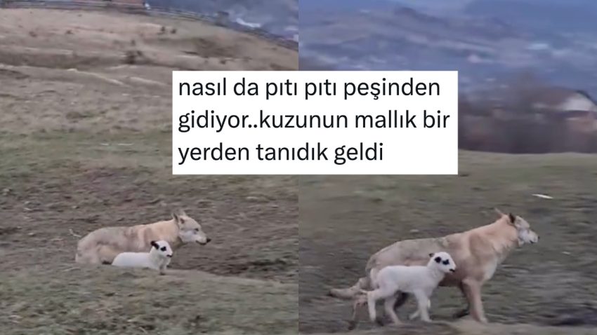 Kurtla Dost Olan Kuzu Görüntüsünden Hayata Dair Dersler Çıkaran Şahıslar