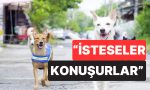muhtaclik-mi-duymuyorlar-bilim-insanlari-kopeklerin-neden-konusamadigini-birinci-sefer-acikladi-TvsVMSsW.jpg