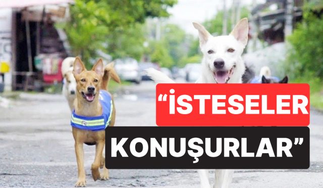 muhtaclik-mi-duymuyorlar-bilim-insanlari-kopeklerin-neden-konusamadigini-birinci-sefer-acikladi-TvsVMSsW.jpg