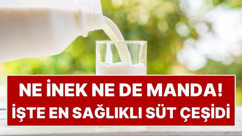 Ne İnek Ne de Manda: En Sağlıklı Süt Çeşidi Meğer Değişikmiş