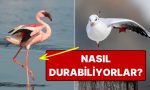 nedeni-istikrar-degil-martilar-neden-daima-tek-ayak-ustunde-durur-rEd4zuyA.jpg