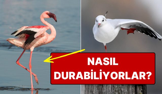 nedeni-istikrar-degil-martilar-neden-daima-tek-ayak-ustunde-durur-rEd4zuyA.jpg
