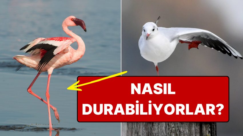 Nedeni İstikrar Değil: Martılar Neden Daima Tek Ayak Üstünde Durur?