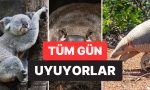 neredeyse-tum-gun-uyuyanlar-bile-var-hayvanlar-aleminin-en-cok-uyuyan-15-uyesi-v6x9Fap9.jpg