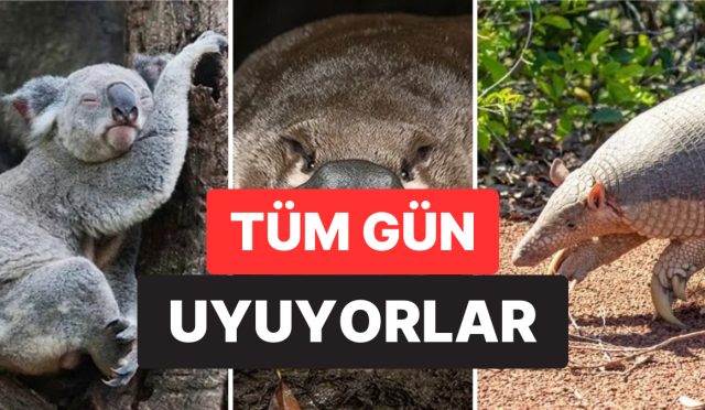 neredeyse-tum-gun-uyuyanlar-bile-var-hayvanlar-aleminin-en-cok-uyuyan-15-uyesi-v6x9Fap9.jpg