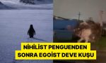 nihilist-penguenden-sonra-sakaryadaki-egoist-deve-kusu-viral-oldu-S3adm2Ra.jpg