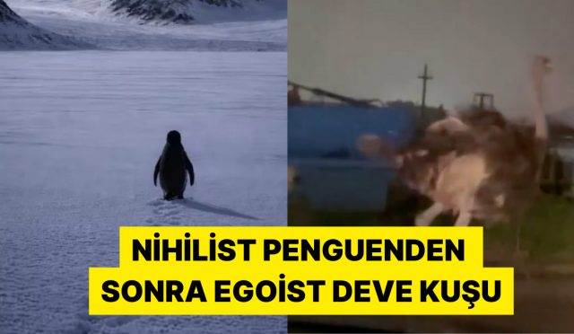 nihilist-penguenden-sonra-sakaryadaki-egoist-deve-kusu-viral-oldu-S3adm2Ra.jpg