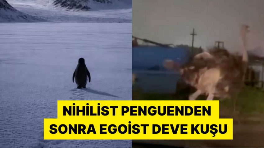 Nihilist Penguenden Sonra Sakarya’daki Egoist Deve Kuşu Viral Oldu