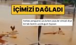 nihilist-penguenin-akabinde-sel-sularina-kapilip-giden-horoz-wilson-gozumuzde-yas-birakmadi-GFOLKR6l.jpg