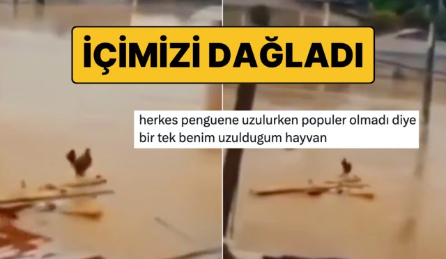 nihilist-penguenin-akabinde-sel-sularina-kapilip-giden-horoz-wilson-gozumuzde-yas-birakmadi-GFOLKR6l.jpg