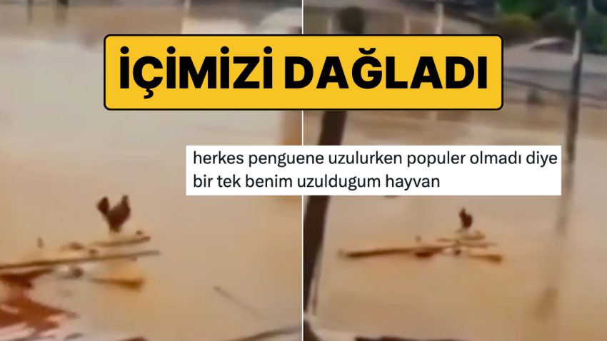 Nihilist Penguenin Akabinde Sel Sularına Kapılıp Giden Horoz Wilson Gözümüzde Yaş Bırakmadı